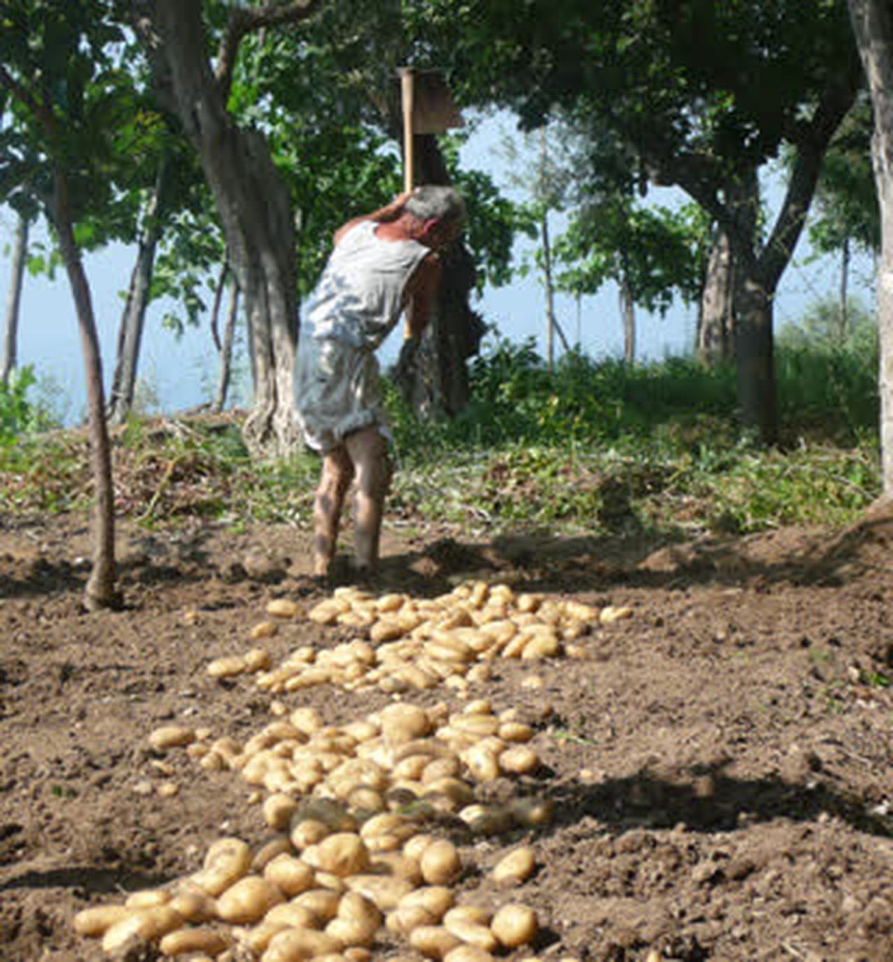 Potato harvest on the terraces